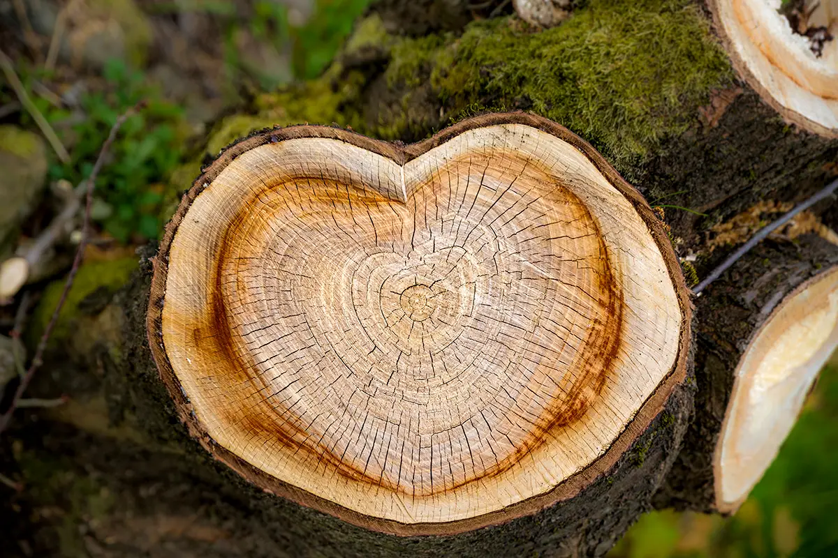 Podroben posnetek lesenega štora, ki simbolizira ekološke in trajnostne talne materiale