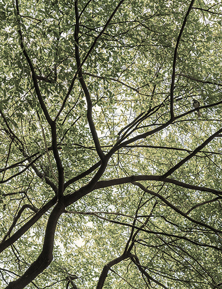 ESSENCE BRANCHES INSPIRATION