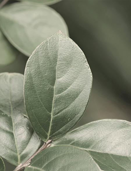 ESSENCE LEAFS INSPIRATION
